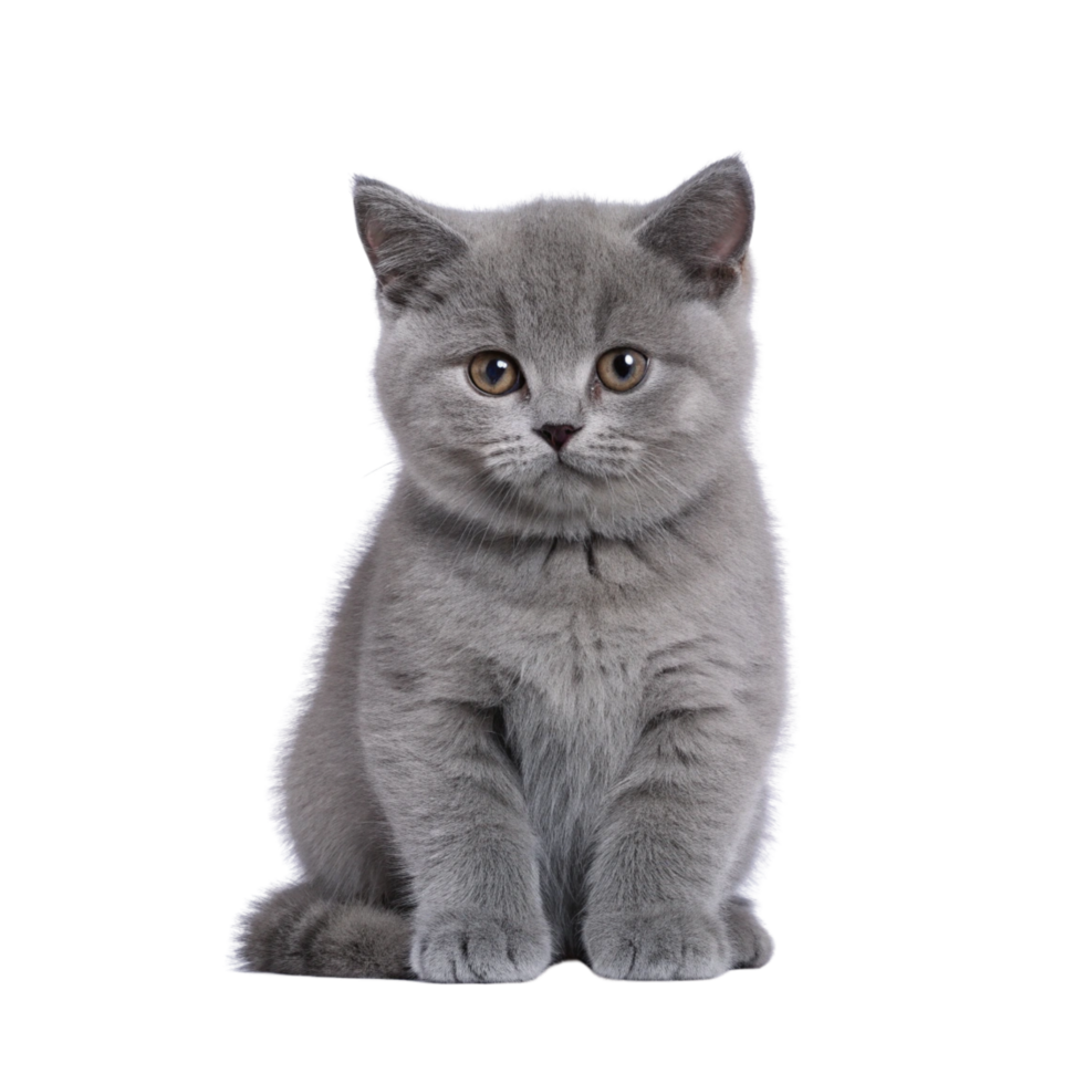 گربه بریتیش بلو رمی
